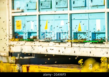 Ein Schwarm von Honigbienen, die vor Bienenstöcken fliegen Stockfoto