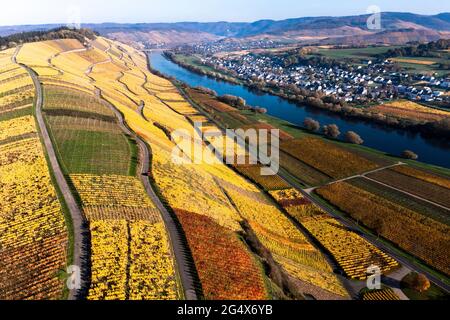 Deutschland, Rheinland-Pfalz, Hubschrauberblick über die Mosel und die umliegenden Weinberge im Herbst Stockfoto