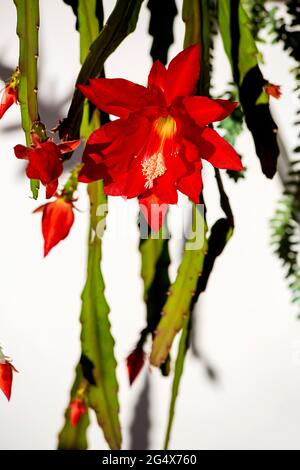 Rote Blüte des epiphyllum Kaktus Stockfoto