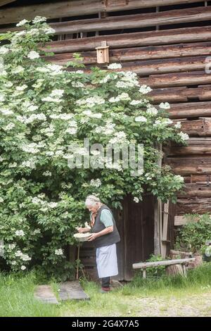 Ältere Bäuerin pflückt Blumen vor dem Hof Stockfoto