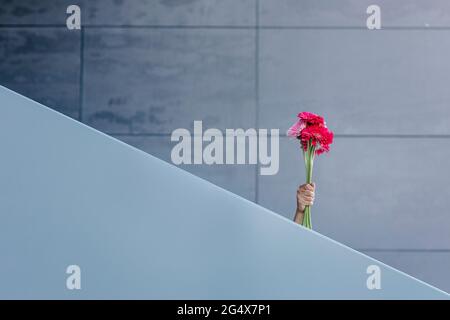 Frau mit einem Haufen Gerbera-Gänseblümchen hinter dem Geländer Stockfoto