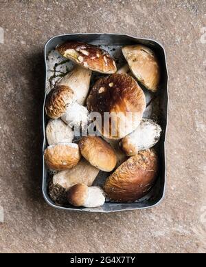 Lunchbox mit frisch gegrabenen Steinpilzen Stockfoto