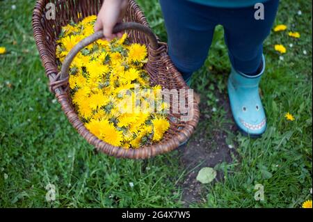 Mädchen hält einen Korb mit gelben Dandelion-Blumen, während sie im Garten steht Stockfoto