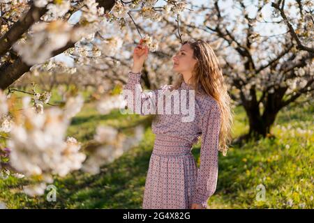 Frau mit braunem Haar, die Kirschblüten im Garten berührt Stockfoto