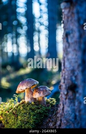 Steinpilze wachsen im Wald Stockfoto
