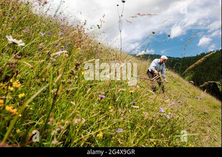 Seniorbauer mit Sense auf steilem Hanghang im Bundesland Salzburg, Österreich Stockfoto