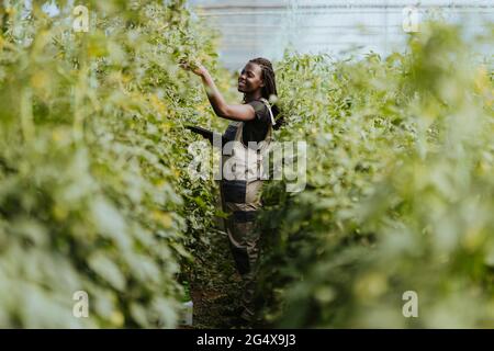 Lächelnde Bäuerin, die im Gewächshaus arbeitet Stockfoto