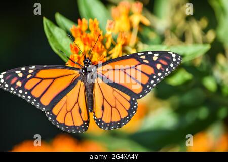 Ein männlicher Monarchschmetterling (Danaus plexippus) mit offenen Flügeln ernährt sich von Schmetterlingskraut (Asclepsias tuberosa). Speicherplatz kopieren. Nahaufnahme. Stockfoto