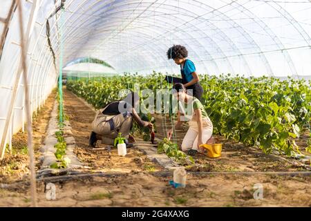 Afro-Mädchen, das mit Farmerinnen im Gewächshaus arbeitet Stockfoto