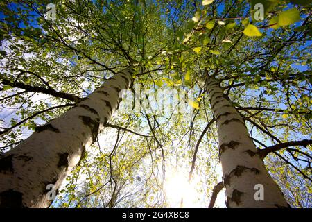 Hohe Birken am Himmel an sonnigen Tagen Stockfoto