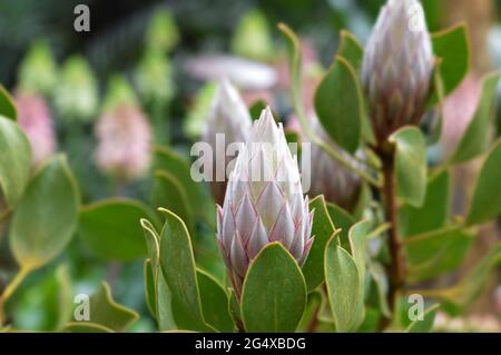 Protea cynaroides Feld in Garden by the Bay, Singapur. Stockfoto