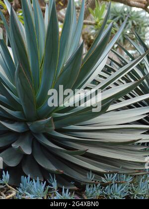 Die riesige Agave Americana wurde in Garden by the Bay, Singapur, gefangen genommen Stockfoto