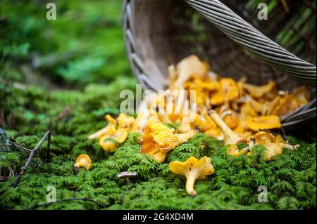 Pfifferlinge, die aus dem Korb auf dem moosigen Waldboden auslaufen Stockfoto