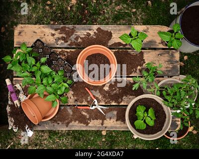 Blumentopf mit Erde inmitten von Sämlingschale und Pflanzen auf dem Tisch im Garten Stockfoto