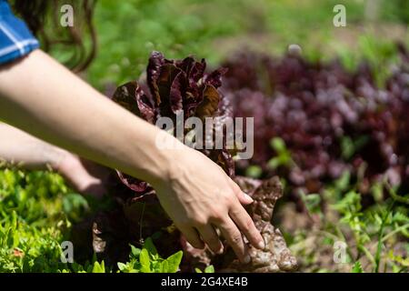 Frau erntet frische Salatblätter im Garten Stockfoto