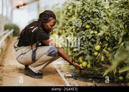 Die Bäuerin überprüft Tomaten, während sie in der Nähe von Kulturen auf einem Bio-Bauernhof hockte Stockfoto