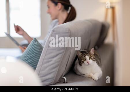 Die Katze sitzt auf der Rückseite des Sofas hinter einer jungen Frau, die sich zu Hause entspannt Stockfoto