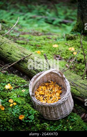Korb mit frisch gepflückten Pfifferlingen, die auf dem Waldboden vor einem umgestürzten Baum liegen Stockfoto