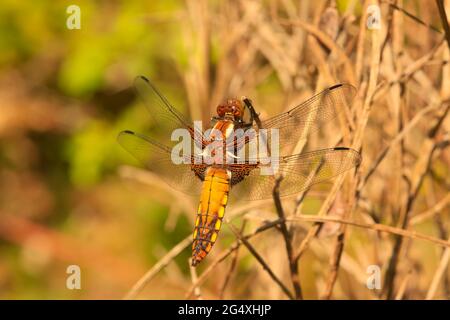 Braune Libelle auf Zweig Stockfoto