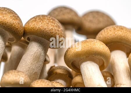 Makrorauchpilze aus Buche oder Shimeji-Pilz oder Bunna-Shimeji auf weißem Hintergrund, Bild aus der Wurmperspektive. Stockfoto