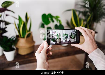 Frau, die zu Hause mit dem Smartphone eine Zimmerpflanze fotografiert Stockfoto