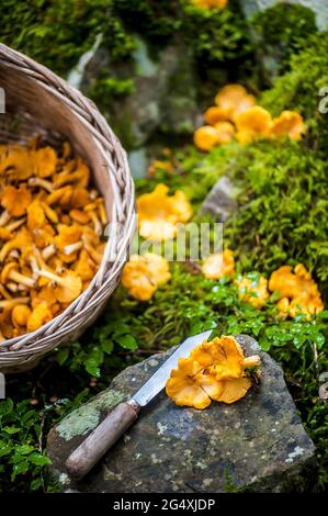 Küchenmesser und Korb mit frisch gepflückten Pfifferlingen liegen auf Waldboden Stockfoto