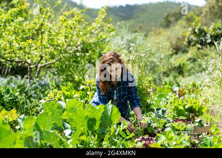 Junge Frau, die an sonnigen Tagen Gemüse aus dem Permakultur-Garten holt Stockfoto