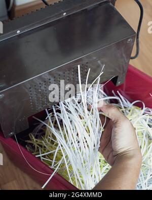 Zerkleinern von Papier, das mit der Hand aus der Maschine kommt. Stockfoto