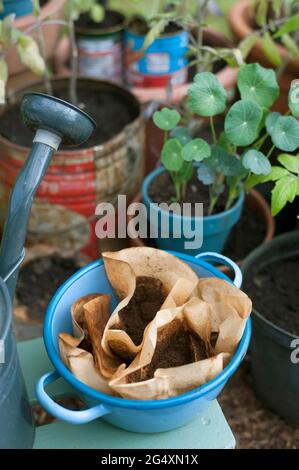 Gemahlener Kaffee in Emaille-Schüssel mit Tomatenpflanzen im autark angelegten Garten Stockfoto