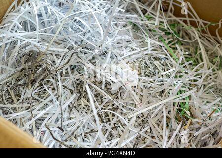 Weißes, zerkleinertes Papier in einem Karton. Stockfoto