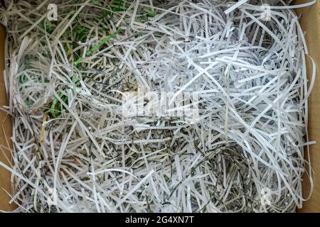 Weißes, zerkleinertes Papier in einem Karton. Stockfoto