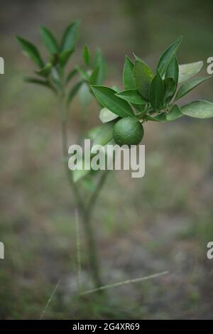 Frische grüne Orangen auf dem Baum Grüne Frucht von Citrus reticulata wächst Stockfoto