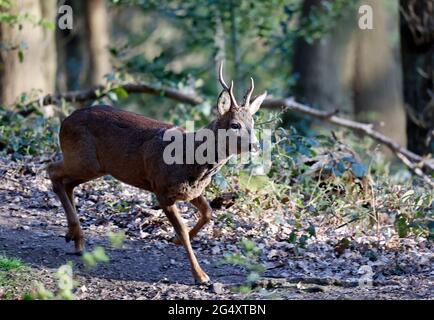Rehe im Wald Stockfoto
