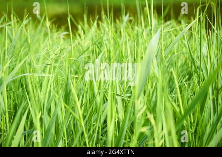 Staudengras Carex. Hintergrund. Nahaufnahme. Weichzeichner Stockfoto