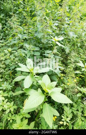 Junge Triebe des invasiven Himalaya-Balsam (Impatiens glandurifera), die unter Brennnesseln wachsen, Nordostengland, Großbritannien Stockfoto