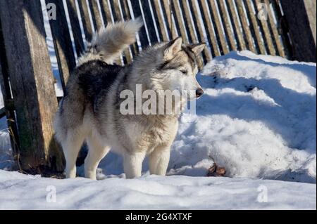 Husky Hund steht im Schnee Stockfoto