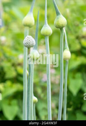 Vertikales Bild von Lauch-Blütenköpfen in Samen, selektiver Fokus auf Rundblüte, Gartenhintergrund grün verschwommener Hintergrund an hellen sonnigen Tagen Stockfoto