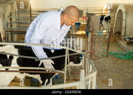 Ein qualifizierter männlicher Tierarzt untersucht ein junges Kalb Stockfoto