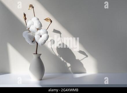 Blumenpflanze aus Baumwolle in Keramikvase auf weißem Schreibtisch oder Regal. Schatten und Silhouetten an der Wand an sonnigen Tagen. Zimmerdekoration mit Blumenmuster. Stockfoto