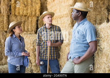 Porträt von drei positiven Bauern, die in der Nähe der Heuhaufen stehen und ein Interessantes Gespräch führen Stockfoto