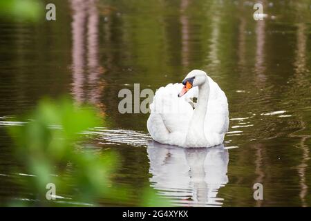 Nahaufnahme eines eleganten weißen Schwans, der auf dem See schwebt und sich im Wasser widerspiegelt. Naturfotografie mit Wildvögeln. Schönheit in der Natur. Warmer Frühlingstag Stockfoto