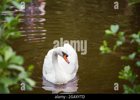 Nahaufnahme eines weißen Schwans, der in der Nähe des Ufers schwimmt und in die Kamera blickt. Naturfotografie mit Wildvögeln. Schönheit in der Natur. Warmer Frühlingstag Stockfoto