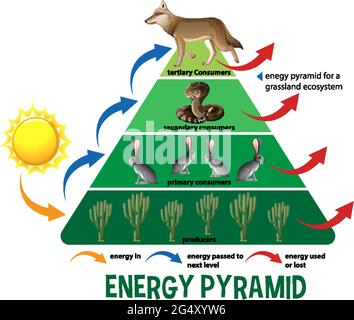 Wissenschaft vereinfacht ökologische Pyramide Illustration Stock Vektor