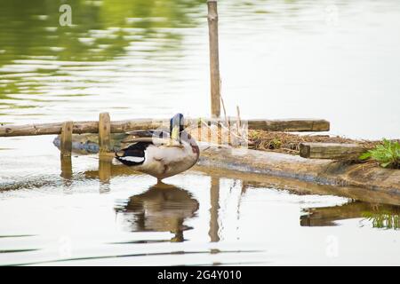 Die Stockente steht im Wasser in der Nähe einer Holzbrücke und schält Federn. Naturfotografie mit Wildvögeln. Schönheit in der Natur. Warmer Frühlingstag Stockfoto