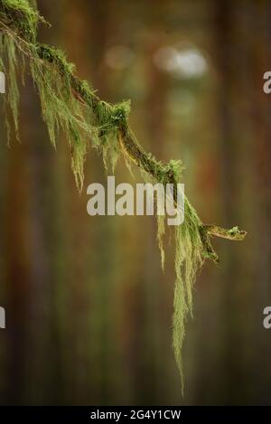 Detail eines alten Männerbart (Usnea barbata) in einem schottischen Kiefernwald bei Les Angles (Capcir, Pyrénées Orientales, Occitanie, Frankreich) Stockfoto