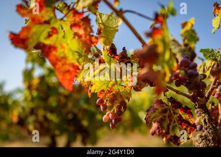 Detail einiger Reben in den Weinbergen bei Navàs, im Herbst (Barcelona, Katalonien, Spanien) ESP: Detalle de unas sarmiento de vid en unos viñedos Stockfoto