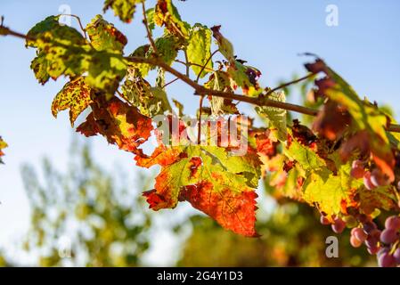 Detail einiger Reben in den Weinbergen bei Navàs, im Herbst (Barcelona, Katalonien, Spanien) ESP: Detalle de unas sarmiento de vid en unos viñedos Stockfoto