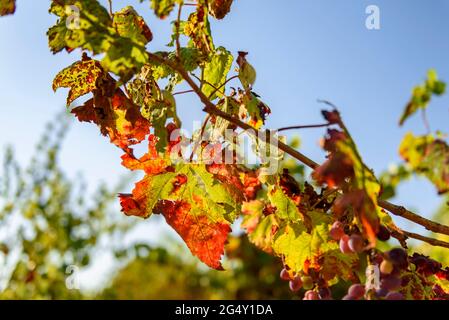 Detail einiger Reben in den Weinbergen bei Navàs, im Herbst (Barcelona, Katalonien, Spanien) ESP: Detalle de unas sarmiento de vid en unos viñedos Stockfoto