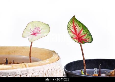 Wachsen farbenfrohe tropische Caladium-Pflanzen aus Zwiebeln in Blumentöpfen Stockfoto