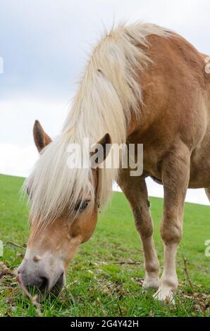 Haflinger oder Avelignespferd (Equus ferus caballus) grasen auf einer Weide im Grünen, Westerwald, Rheinland-Pfalz, Deutschland, Europa Stockfoto